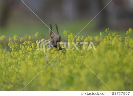 Ezorisu 85757967