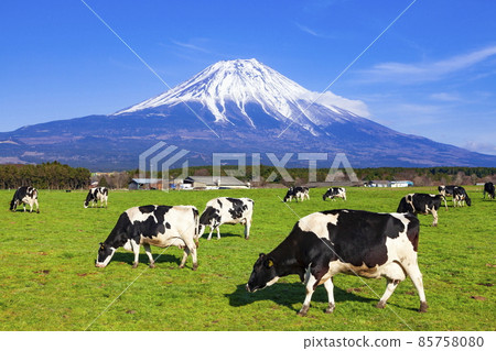 Mt. Fuji and grazing cows at Asagiri Kogen, Fujinomiya City, Shizuoka Prefecture Mt. Fuji and grazing cows at Asagiri Kogen, Fujinomiya City, Shizuoka Prefecture 85758080