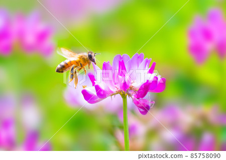 Bees and astragalus fields 85758090