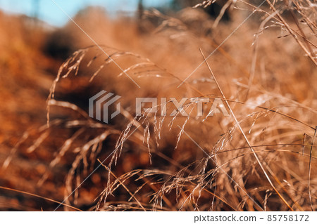 Grass. Dry beige reed. Abstract natural background. Pastel neutral colors. Earth tones. Beautiful nature trend decor. Minimalistic neutral concept. Grass. Dry beige reed. Abstract natural background. Pastel neutral colors. Earth tones. Beautiful nature trend decor. Minimalistic neutral concept. 85758172