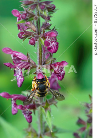 Closeup of a male European wool carder bee , Anthidium manicatum, sipping nectar from hedge woundwort, Stachys sylvatica 85758317