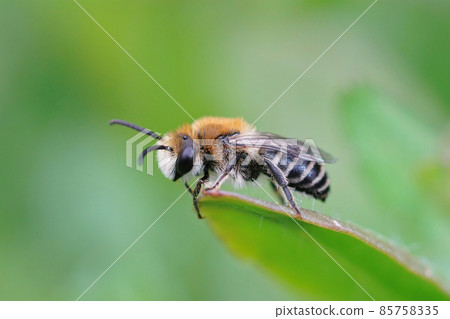 Lateral closeup on a hairy male of the common plasterer bee, Colletes daviesanus on a green leaf Lateral closeup on a hairy male of the common plasterer bee, Colletes daviesanus on a green leaf 85758335