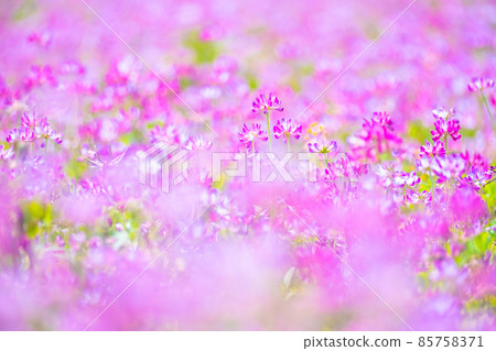 Lenge field 85758371