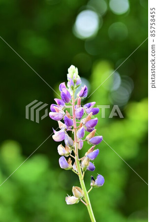 Close up of colorful purple lupin against a green background 85758455