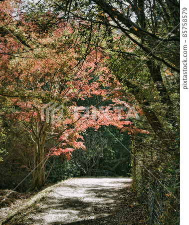 Autumn leaves hunting walk Autumn leaves hunting walk 85758579