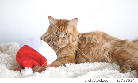 A big red cute Maine Coon cat as a tiger with a Christmas hat, sitting on a plaid. A big red cute Maine Coon cat as a tiger with a Christmas hat, sitting on a plaid. 85758634