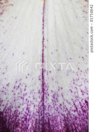Tall bearded iris Crinoline Tall bearded iris Crinoline 85758642