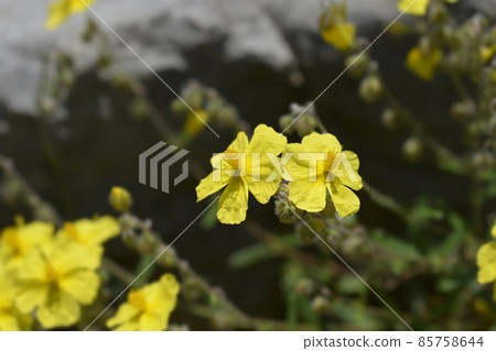 Common rockrose 85758644
