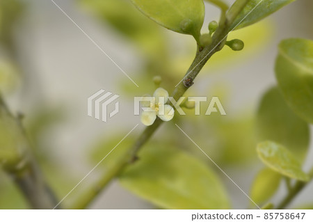 Box-leaved holly 85758647