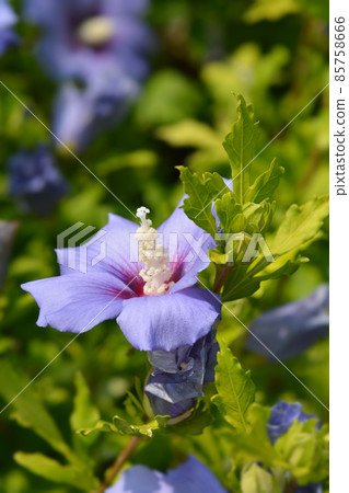 Rose Of Sharon 85758666