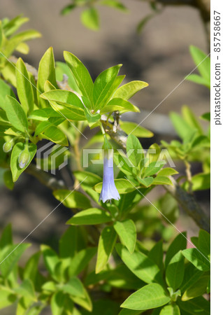 Blue Angels trumpet Blue Angels trumpet 85758667