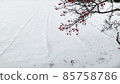 白雪皚皚的白色背景上的紅色漿果 85758786