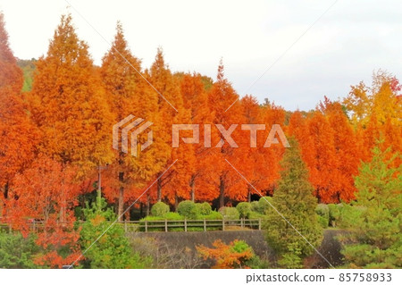 [Hiroshima Prefecture] Autumnal trees 85758933