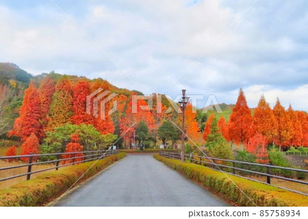 [Hiroshima Prefecture] Autumnal trees 85758934