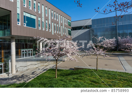 Vancouver, BC, Canada - April 5 2021 : University of British Columbia (UBC) campus. Cherry blossom flowers in full bloom. 85758993