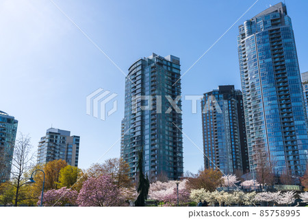 Vancouver city downtown skyscrapers skyline against sunny blue sky. Cherry blossom flowers in full bloom. British Columbia, Canada. Vancouver city downtown skyscrapers skyline against sunny blue sky. Cherry blossom flowers in full bloom. British Columbia, Canada. 85758995