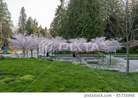 Vancouver, BC, Canada - April 5 2021 : University of British Columbia (UBC) campus. Cherry blossom flowers in full bloom. 85758998