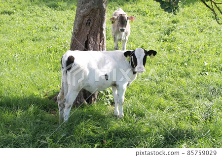 white black calf meadow white black calf meadow 85759029