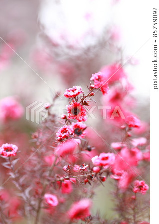 麥盧卡梅花 85759092