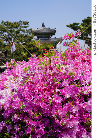 水原華城要塞春季 水原華城要塞春季 85759116