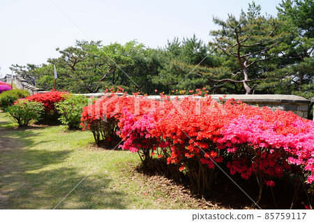 水原華城要塞春季 水原華城要塞春季 85759117