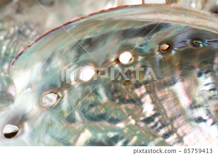 鮑魚貝殼 鮑魚貝殼 85759413