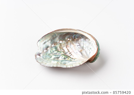 鮑魚貝殼 85759420