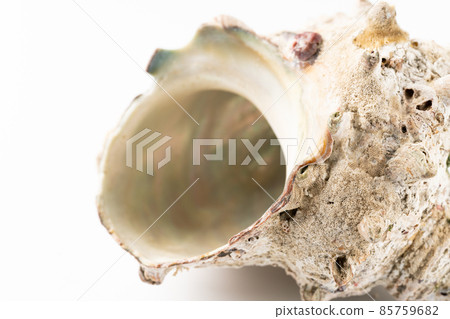 Empty turban shell shell Empty turban shell shell 85759682