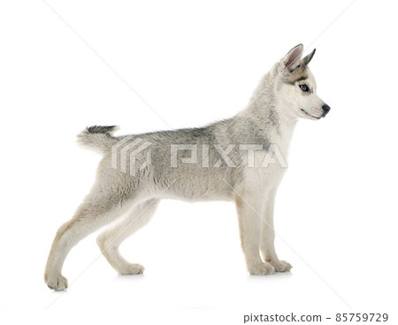 puppy siberian husky puppy siberian husky 85759729