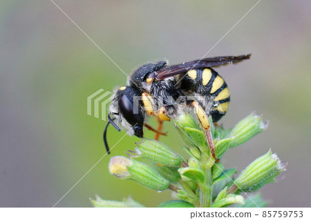 Closeup of the white faced male of the Black-tailed Small-Woolcarder bee, Pseudoanthidium melanurum on top of a plant in Gard, France Closeup of the white faced male of the Black-tailed Small-Woolcarder bee, Pseudoanthidium melanurum on top of a plant in Gard, France 85759753