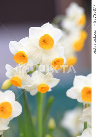 Japanese daffodils 85759877