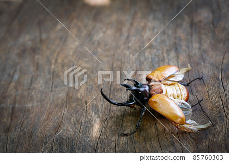 Close up of Five-horned rhinoceros beetle on wood in side view with copy space Close up of Five-horned rhinoceros beetle on wood in side view with copy space 85760303
