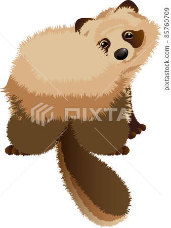 Looking back Tanuki Looking back Tanuki 85760709