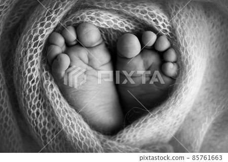 The tiny foot of a newborn. Soft feet of a newborn in a woolen blanket. Close up of toes, heels and feet of a newborn baby. Studio Macro photography. Black and white photo . The tiny foot of a newborn. Soft feet of a newborn in a woolen blanket. Close up of toes, heels and feet of a newborn baby. Studio Macro photography. Black and white photo . 85761663