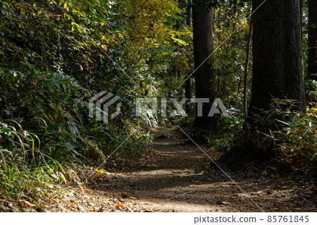 Mt. Takao mountain climbing course Route 5 forest path Mt. Takao mountain climbing course Route 5 forest path 85761845