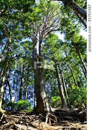 Oyama Kitaone in Tanzawa, red pine rooted in the mountain trail of Ueno Noto 85761987