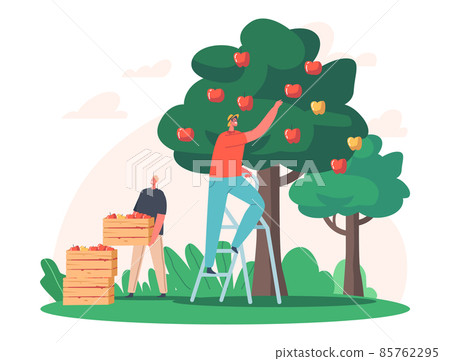 Men Farmer Pick Apples to Wood Boxes. Male Gardener Characters Harvesting Ripe Fruits from Green Tree in Country Garden 85762295