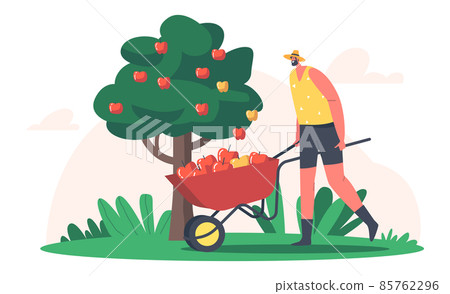 Seasonal Work on Farm. Man Farmer Pick Apple Harvest to Wheelbarrow in Orchard. Gardener Character Harvesting Ripe Fruit 85762296