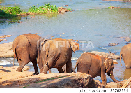 Elephant on Sri Lanka 85762584
