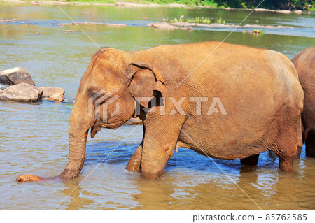Elephant on Sri Lanka 85762585