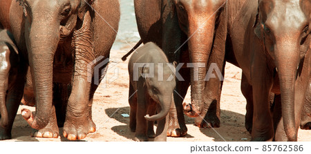 Elephant on Sri Lanka 85762586