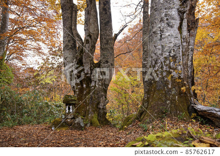 Autumn leaves of beech on the plain plateau of Kaya, Kita Shinshu Autumn leaves of beech on the plain plateau of Kaya, Kita Shinshu 85762617