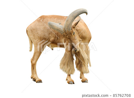barbary sheep isolate is on white background with clipping path 85762708
