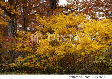 Autumn leaves on the flat plateau of Kaya, Kita Shinshu 85763100