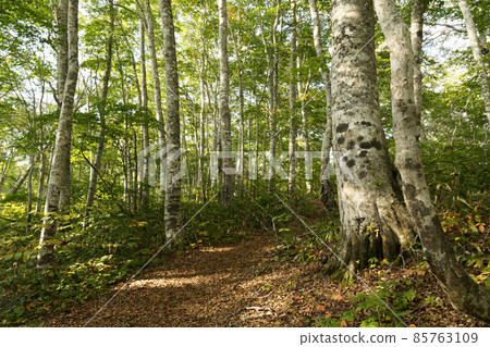 Beech forest on the plain plateau of Kaya, Kita Shinshu 85763109