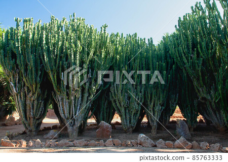 Cactus garden at island Majorca, Balearic Islands, Spain. 85763333