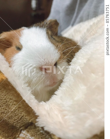 豚鼠 Hamtaro Nene 85763751