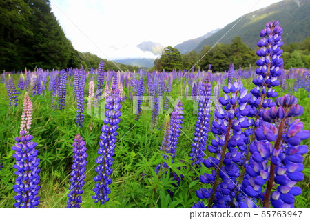 New Zealand_Lupinus 18 New Zealand_Lupinus 18 85763947