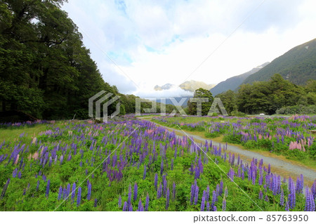 New Zealand_Lupinus 15 85763950