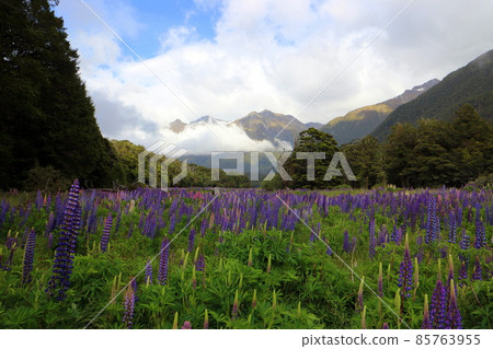 New Zealand_Lupinus 11 85763955